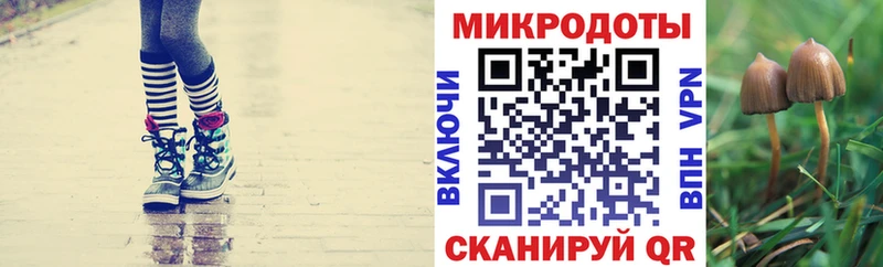 где купить наркоту Гудермес Галлюциногенные грибы Cubensis